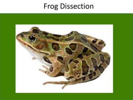 Frog Dissection.