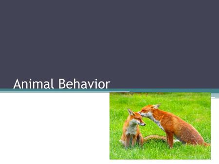 Animal Behavior.