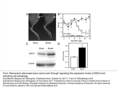 Figure 1. Validation of BCP rat models (A) Radiological images of the MRMT-1-injected and Hank’s buffer-injected left hindpaw of the rats, 21 days after.