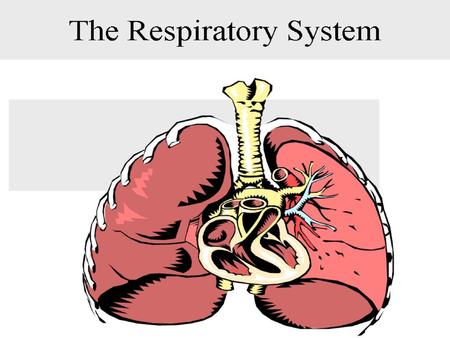 Respiratory system (RS) is one of the vital systems in the body