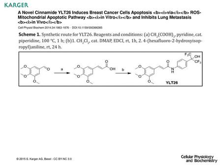 A Novel Cinnamide YLT26 Induces Breast Cancer Cells Apoptosis via ROS-Mitochondrial Apoptotic Pathway in Vitro and Inhibits.