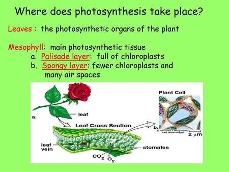 Where does photosynthesis take place?