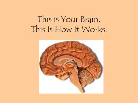 This is Your Brain. This Is How It Works.