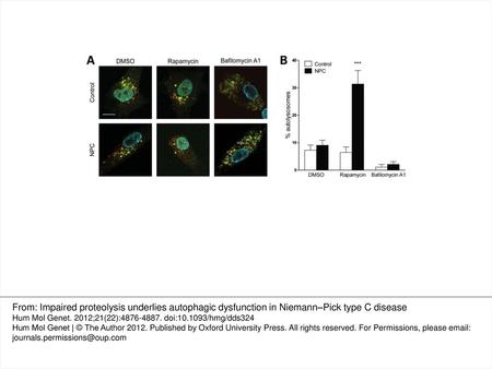 Figure 1. Intact autophagosome–lysosome fusion, but impaired autolysosome clearance in NPC1-deficient cells. (A) Representative images of human dermal.