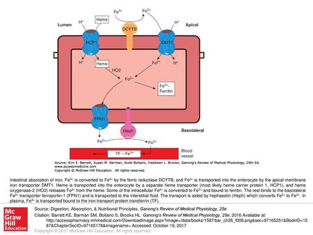 Intestinal absorption of iron