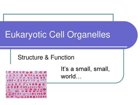 Eukaryotic Cell Organelles