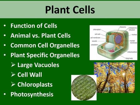 Plant Cells Function of Cells Animal vs. Plant Cells