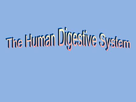 The Human Digestive System