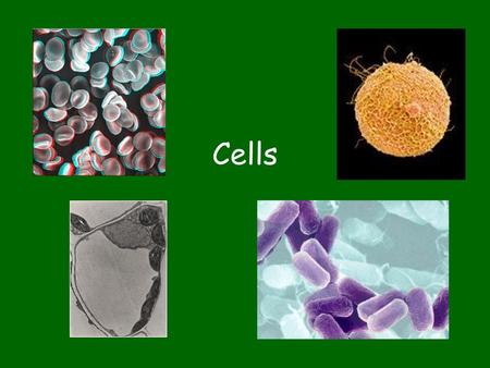 Cells.