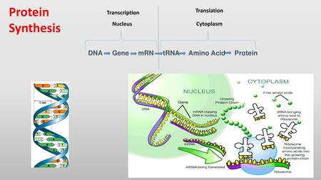 Protein Synthesis DNA Gene mRN tRNA Amino Acid Protein Nucleus