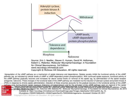 Upregulation of the cAMP pathway as a mechanism of opiate tolerance and dependence. Opiates acutely inhibit the functional activity of the cAMP pathway.