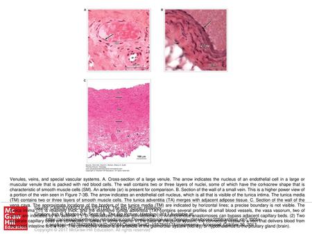 Venules, veins, and special vascular systems. A