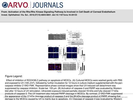 From: Activation of the Rho/Rho Kinase Signaling Pathway Is Involved in Cell Death of Corneal Endothelium Invest. Ophthalmol. Vis. Sci.. 2016;57(15):6843-6851.