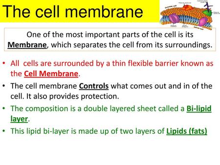 The cell membrane One of the most important parts of the cell is its Membrane, which separates the cell from its surroundings. All cells are surrounded.