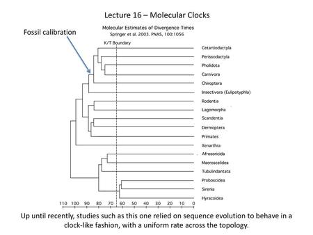 Lecture 16 – Molecular Clocks