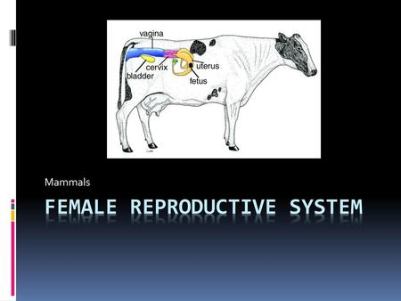 Female Reproductive System