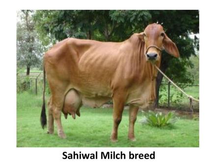 Sahiwal Milch breed.