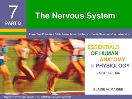 The Nervous System.