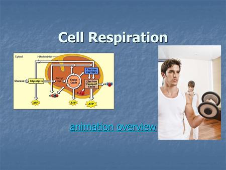 Cell Respiration animation overview.