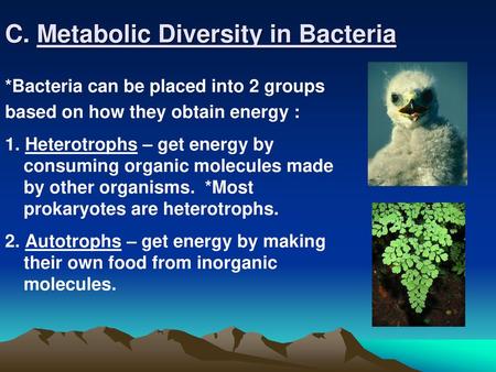 C. Metabolic Diversity in Bacteria