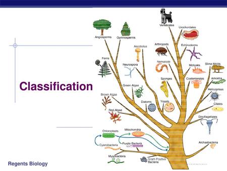 Classification 2006-2007.