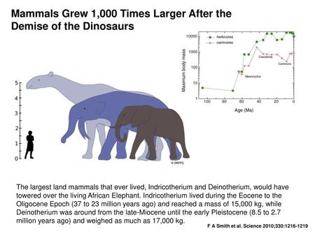 Mammals Grew 1,000 Times Larger After the Demise of the Dinosaurs