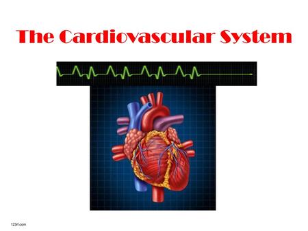 The Cardiovascular System