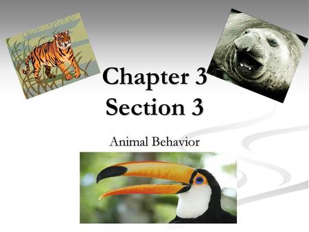 Chapter 3 Section 3 Animal Behavior.