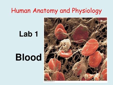 Human Anatomy and Physiology