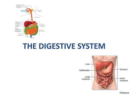 THE DIGESTIVE SYSTEM.