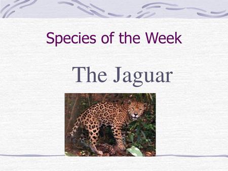 Species of the Week The Jaguar.