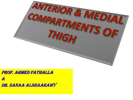 ANTERIOR & MEDIAL COMPARTMENTS OF THIGH