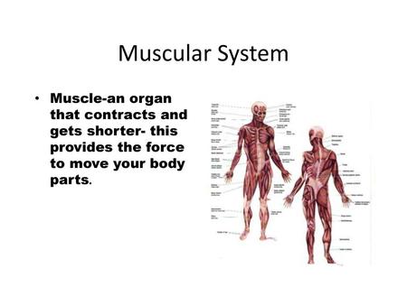 Muscular System Muscle-an organ that contracts and gets shorter- this provides the force to move your body parts.