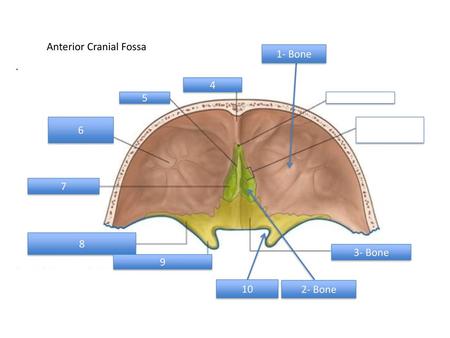 Anterior Cranial Fossa