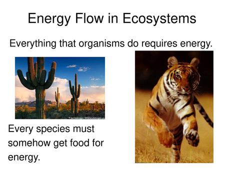 Energy Flow in Ecosystems