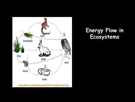 Energy Flow in Ecosystems