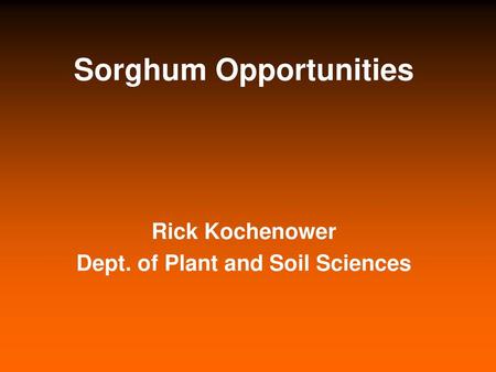 Sorghum Opportunities