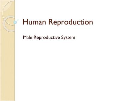 Male Reproductive System