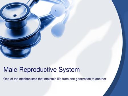 Male Reproductive System