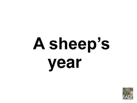 – A sheep’s year.