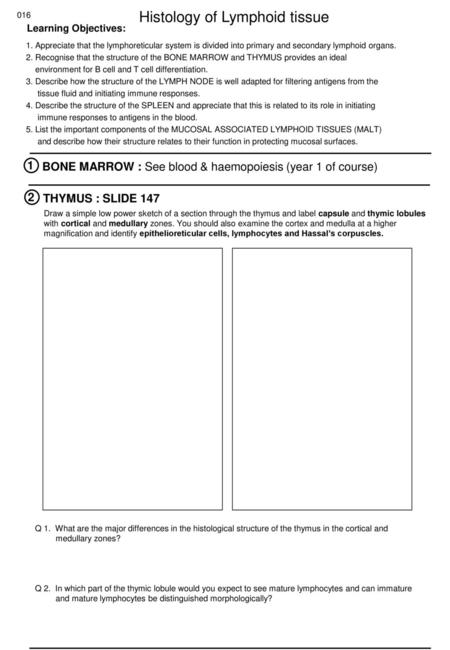 Histology of Lymphoid tissue