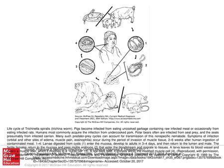 Life cycle of Trichinella spiralis (trichina worm)