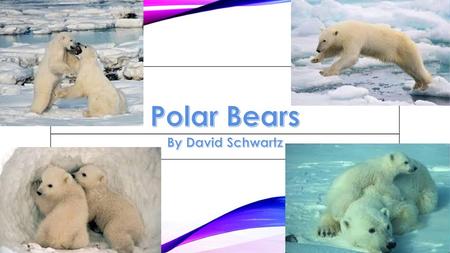 Polar Bears By David Schwartz.