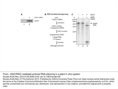 Figure 1. RISC activity in BYL. ( A ) Quantity of AGO1 protein in BYL