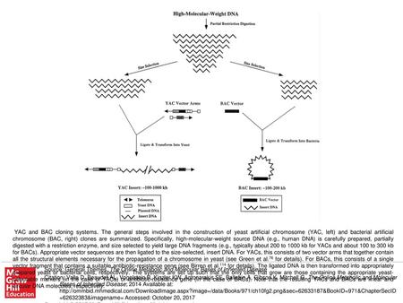 YAC and BAC cloning systems