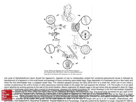 Life cycle of Diphyllobothrium latum (broad fish tapeworm)