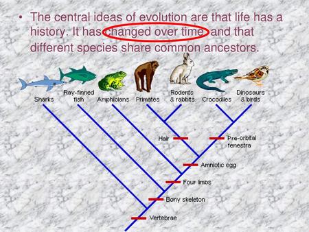 The central ideas of evolution are that life has a history