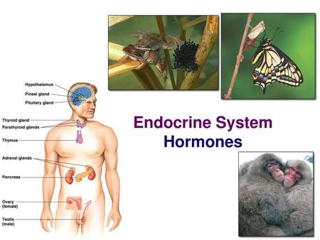 Endocrine System Hormones