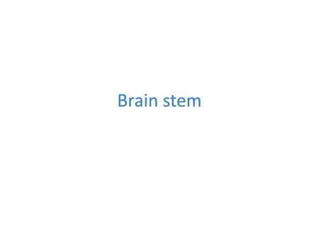 Brain stem.