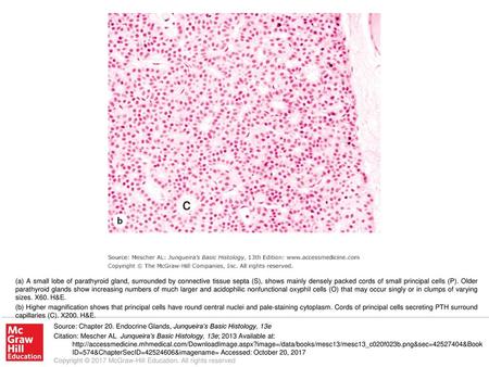 (b) Higher magnification shows that principal cells have round central nuclei and pale-staining cytoplasm. Cords of principal cells secreting PTH surround.